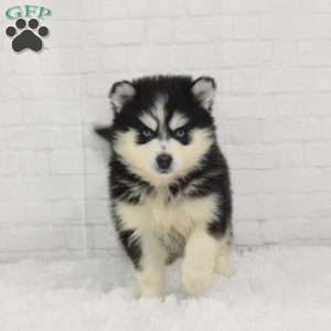 Lacie, Pomsky Puppy