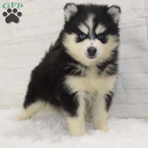 Lacie, Pomsky Puppy