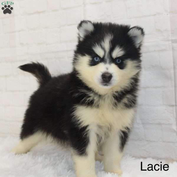 Lacie, Pomsky Puppy
