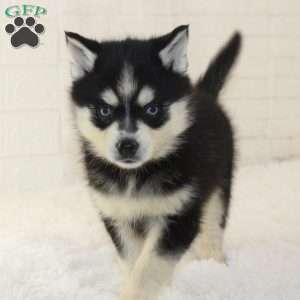 Louie, Pomsky Puppy