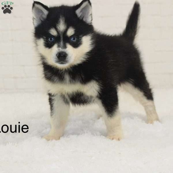 Louie, Pomsky Puppy
