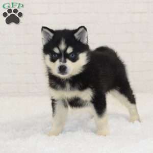 Louie, Pomsky Puppy