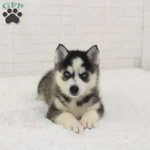 Lilah, Pomsky Puppy