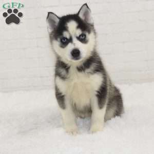 Lilah, Pomsky Puppy