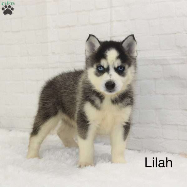 Lilah, Pomsky Puppy