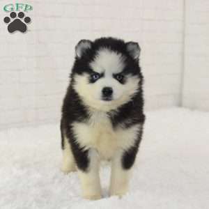 Lainey, Pomsky Puppy