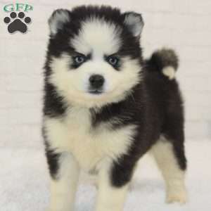 Lainey, Pomsky Puppy