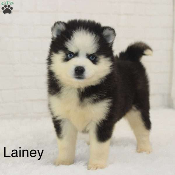 Lainey, Pomsky Puppy