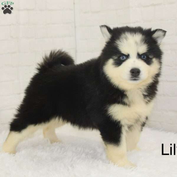 Lily, Pomsky Puppy