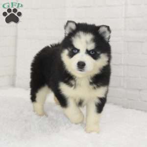 Lily, Pomsky Puppy