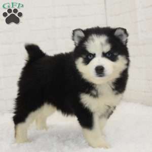 Lily, Pomsky Puppy