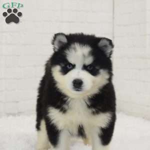 Lily, Pomsky Puppy