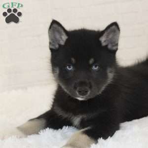 Miles, Pomsky Puppy