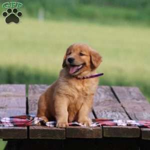 Stacy, Golden Retriever Puppy