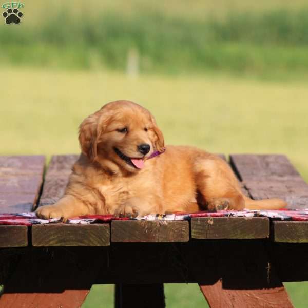 Stacy, Golden Retriever Puppy