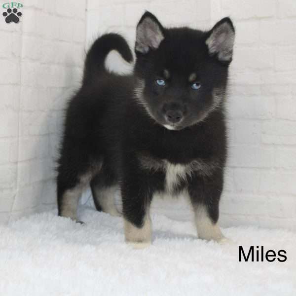Miles, Pomsky Puppy