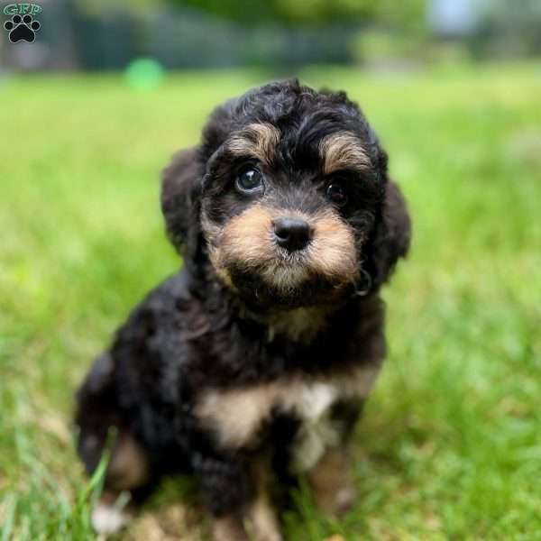 Mickey, Mini Bernedoodle Puppy