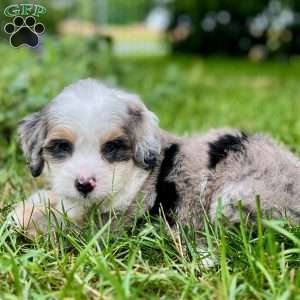 Apollo, Mini Bernedoodle Puppy
