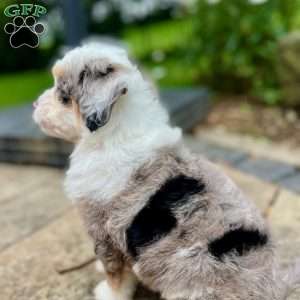 Apollo, Mini Bernedoodle Puppy