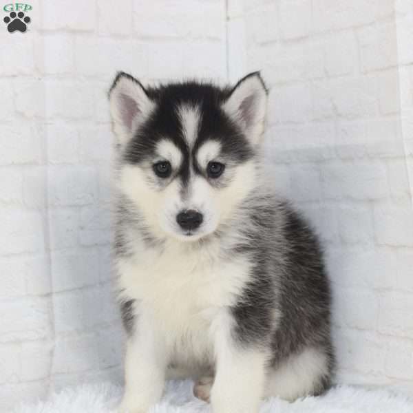 Mason, Pomsky Puppy