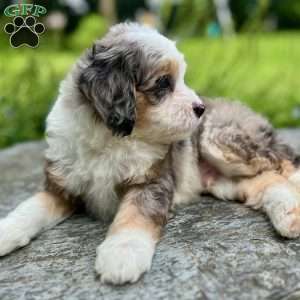Apollo, Mini Bernedoodle Puppy