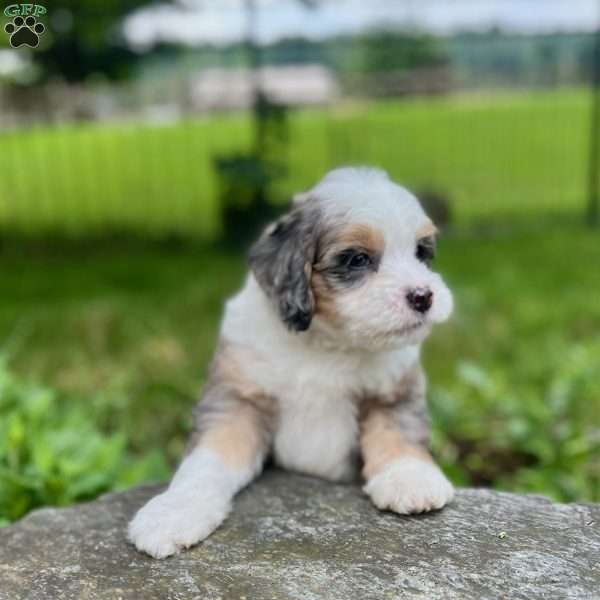 Apollo, Mini Bernedoodle Puppy