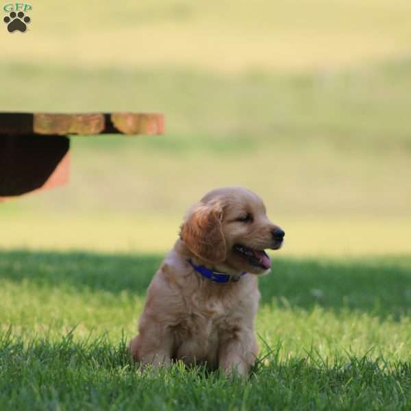 Scott, Golden Retriever Puppy