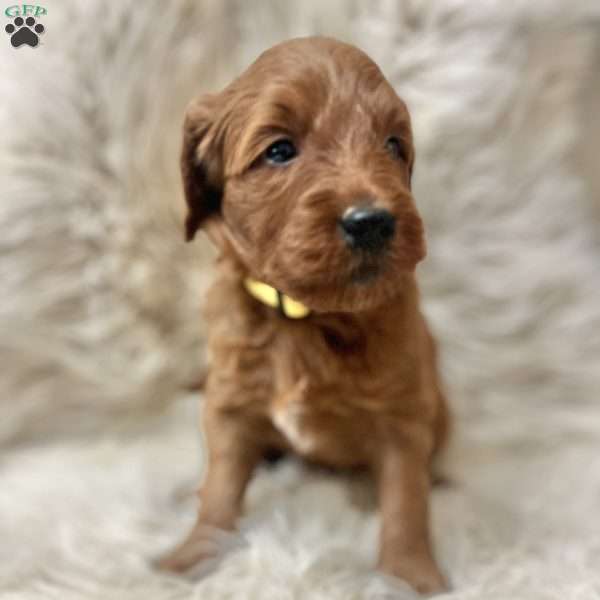 Alex, Mini Goldendoodle Puppy