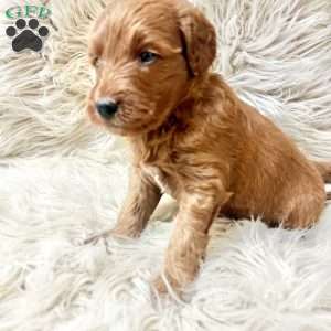 Alex, Mini Goldendoodle Puppy