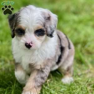 Apollo, Mini Bernedoodle Puppy