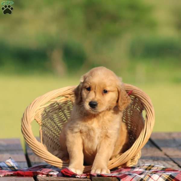 Samson, Golden Retriever Puppy