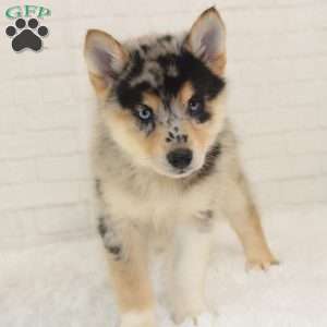 Molly, Pomsky Puppy