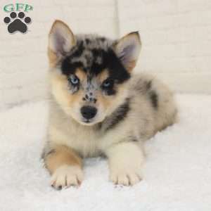Molly, Pomsky Puppy