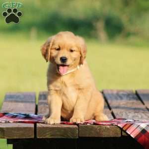 Savannah, Golden Retriever Puppy