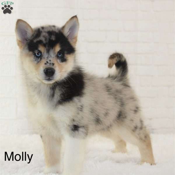 Molly, Pomsky Puppy