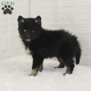 Max, Pomsky Puppy