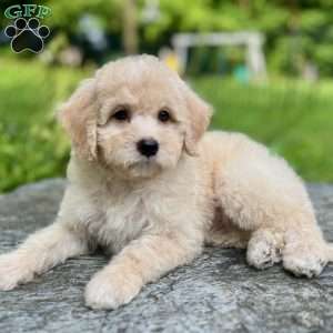 Rocky, Mini Bernedoodle Puppy