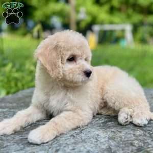 Rocky, Mini Bernedoodle Puppy