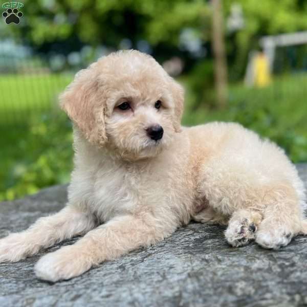 Rocky, Mini Bernedoodle Puppy