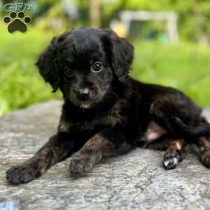 Paulie, Mini Bernedoodle Puppy