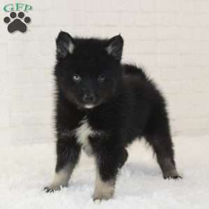 Max, Pomsky Puppy