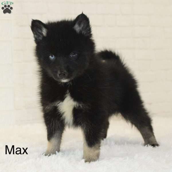 Max, Pomsky Puppy