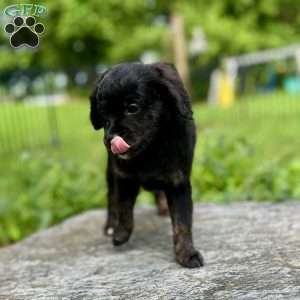 Paulie, Mini Bernedoodle Puppy