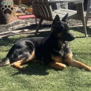 Dolche, German Shepherd Puppy