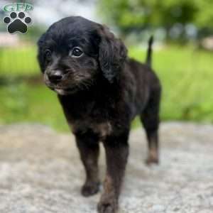 Paulie, Mini Bernedoodle Puppy