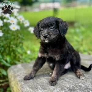 Paulie, Mini Bernedoodle Puppy