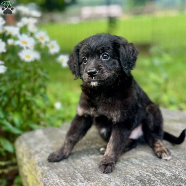 Paulie, Mini Bernedoodle Puppy