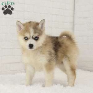 Milo, Pomsky Puppy