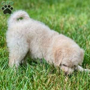 Rocky, Mini Bernedoodle Puppy