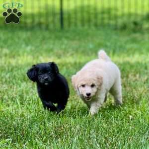 Rocky, Mini Bernedoodle Puppy
